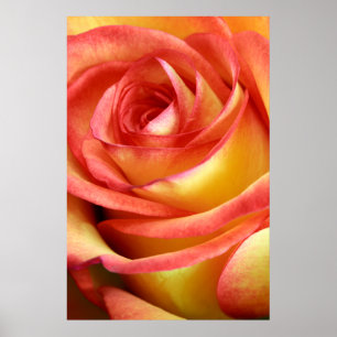 rode en gele roos poster