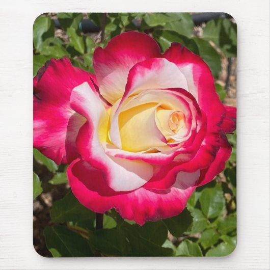 Rode en Gele Rose Muismat (Voorkant)