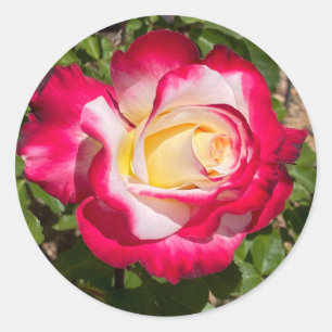 Rode en Gele Rose Stickers