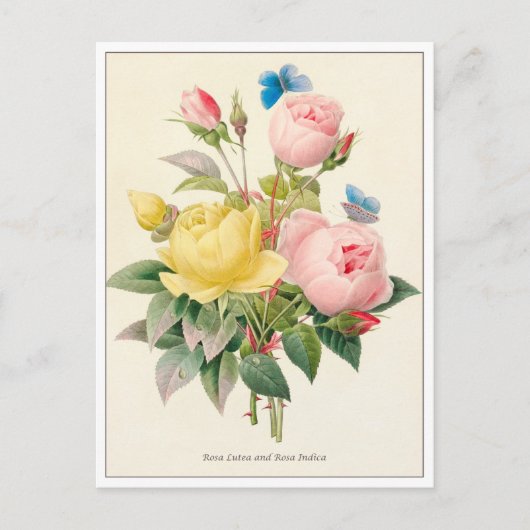 Rode en gele rozen van Pierre Joseph Redoute Briefkaart (Voorkant)