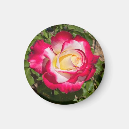 Rode en gele rozenmagneet magneet (Voorkant)