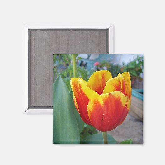 Rode en gele tulp bloementuin foto magneet (Voorkant / Achterkant)