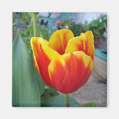 Rode en gele tulp bloementuin foto magneet (Voorkant)