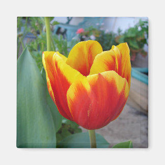 Rode en Gele Tulp bloementuin Foto Magneet