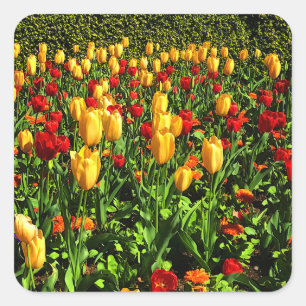 Rode en gele Tulpen #1 Sticker