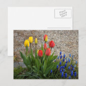 Rode en Gele Tulpen Briefkaart (Voorkant / Achterkant)