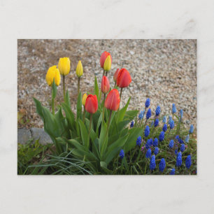 Rode en Gele Tulpen Briefkaart