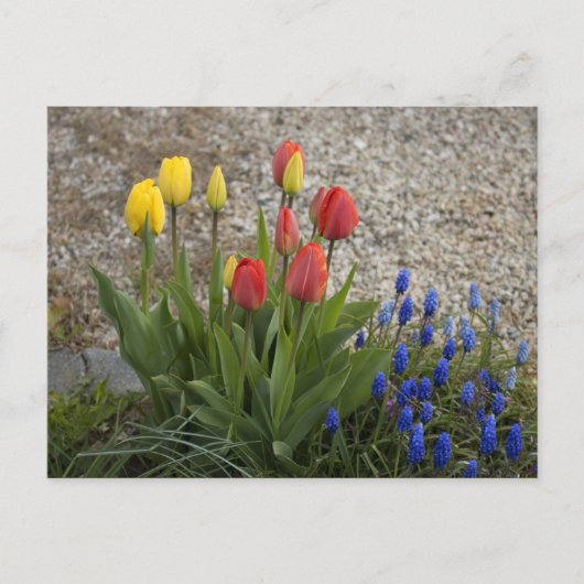 Rode en Gele Tulpen Briefkaart (Voorkant)
