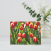 rode en gele tulpen briefkaart (Staand voorkant)