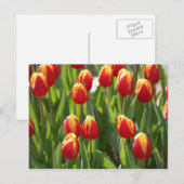 rode en gele tulpen briefkaart (Voorkant / Achterkant)