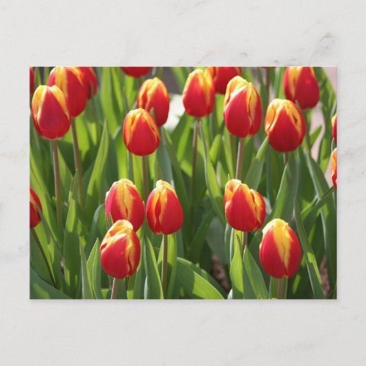 rode en gele tulpen briefkaart (Voorkant)
