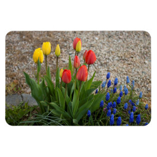 Rode En Gele Tulpen Magneet