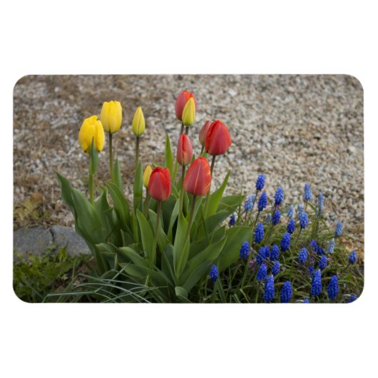 Rode En Gele Tulpen Magneet (Horizontaal)