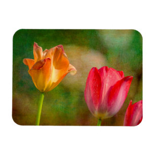 Rode en gele tulpen op een textuur achtergrond magneet