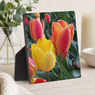 Rode en Gele Tulpen Rots Tuin Foto Fotoplaat