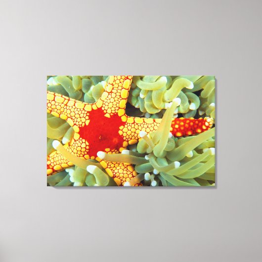 Rode en Gele Zeester 2 Canvas Afdruk (Voorkant)