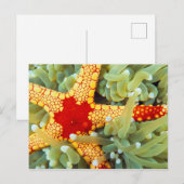 Rode en gele zeester briefkaart (Voorkant / Achterkant)
