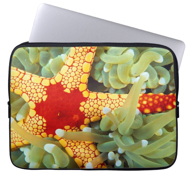 Rode en gele zeester laptop sleeve (Voorkant)