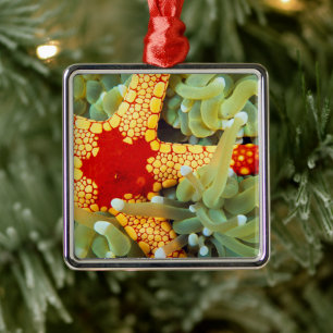 Rode en gele zeester metalen ornament
