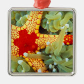 Rode en gele zeester metalen ornament (Voorkant)