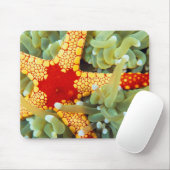 Rode en gele zeester muismat (Met muis)