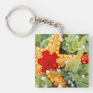 Rode En Gele Zeester Sleutelhanger