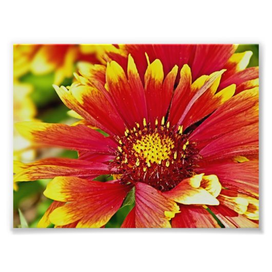 Rode en gele zomerbloei foto afdruk (Voorkant)