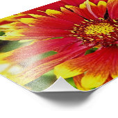 Rode en gele zomerbloei foto afdruk (Hoek)