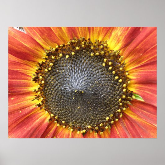 Rode en gele zonnebloem poster (Voorkant)