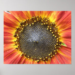 Rode en gele zonnebloem poster