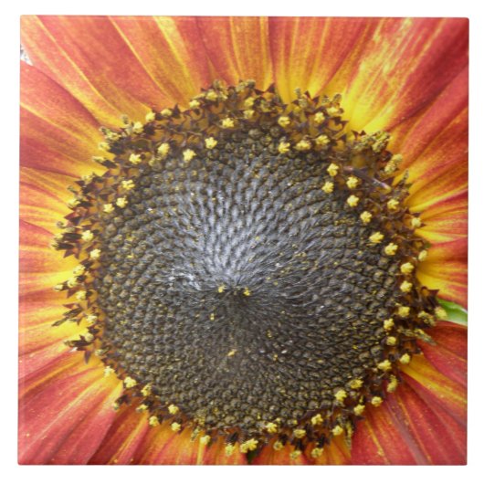 Rode en Gele Zonnebloem Tegel Tegeltje (Voorkant)