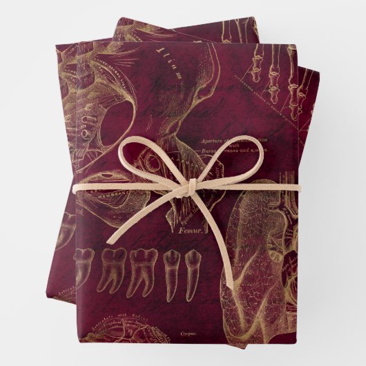 Rode en gouden anatomie Tekening op rood Inpakpapier Vel (In situ)