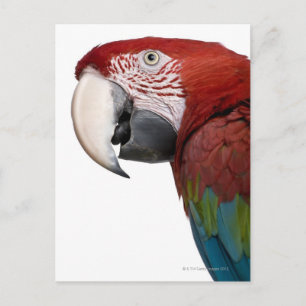 Rode en groene Macaw - Ara chloropterus Briefkaart
