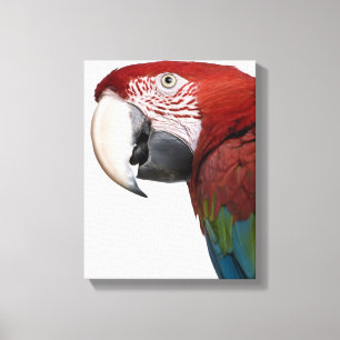 Rode en groene Macaw - Ara chloropterus Canvas Afdruk