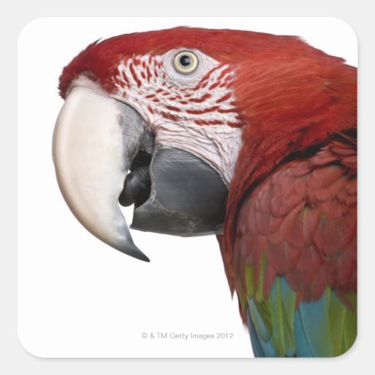 Rode en groene Macaw - Ara chloropterus Vierkante Sticker (Voorkant)