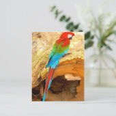 Rode en groene Macaw, Briefkaart van Trinidad (Staand voorkant)