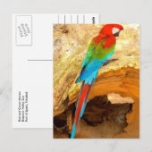 Rode en groene Macaw, Briefkaart van Trinidad (Voorkant / Achterkant)