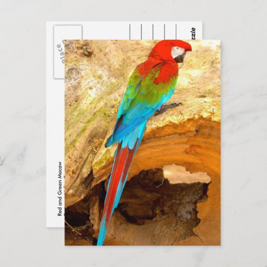 Rode en groene Macaw, Briefkaart van Trinidad (Voorkant / Achterkant)