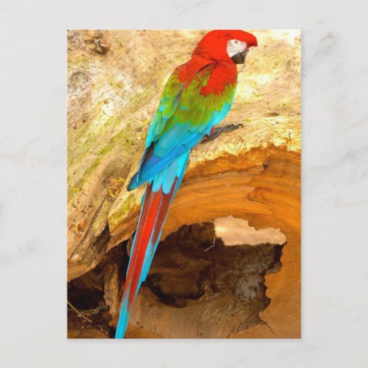 Rode en groene Macaw, Briefkaart van Trinidad (Voorkant)