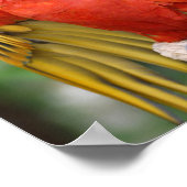 Rode en groene Macaw op baard Poster (Hoek)