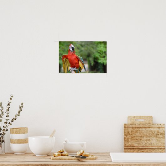 Rode en groene Macaw op baard Poster (Keuken)