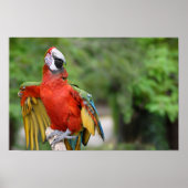 Rode en groene Macaw op baard Poster (Voorkant)
