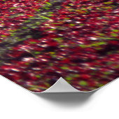 Rode en groene sla, San Luis Obispo County, Cal Poster (Hoek)