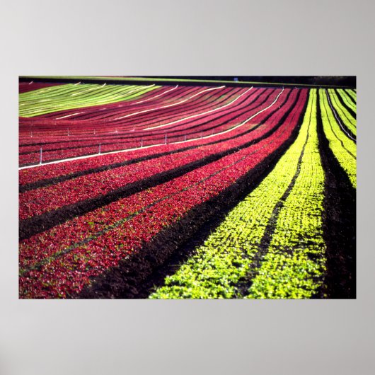 Rode en groene sla, San Luis Obispo County, Cal Poster (Voorkant)