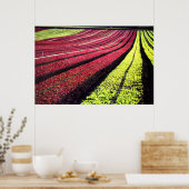 Rode en groene sla, San Luis Obispo County, Cal Poster (Keuken)