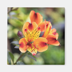 Rode en Oranje Alstroemeria Flowers Magneet
