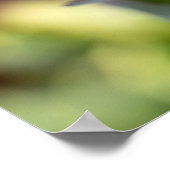 Rode en Oranje Alstroemeria Flowers Poster (Hoek)