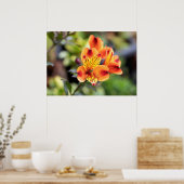 Rode en Oranje Alstroemeria Flowers Poster (Keuken)