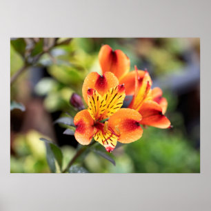 Rode en Oranje Alstroemeria Flowers Poster