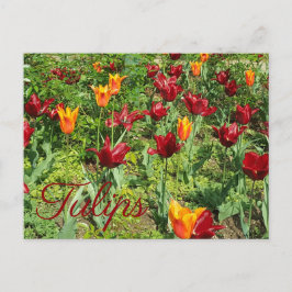 Rode en Oranje bloemen Tulpen Floral Fotografie Briefkaart
